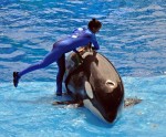 7822485532_984fa55cb7_k.seaworld_orlando.jpg