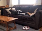 catnaps from time to time