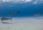 she posted ''Can’t wait to be back with these beautiful giants''<br />if shes survived the many many times shes swam with them then coronavirus is not a concern as compared to what she does